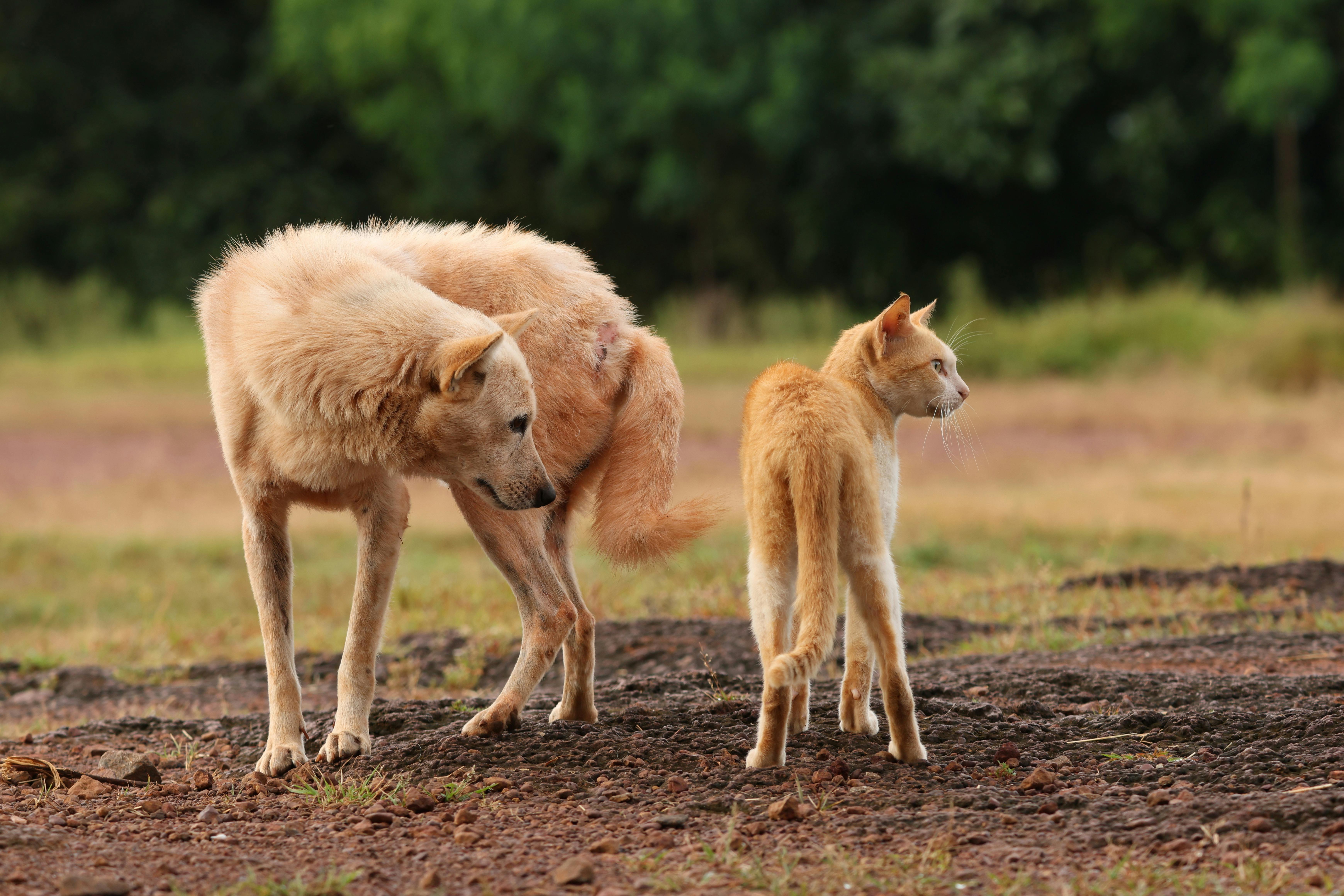 Perros y gatos felices socializando y jugando - Aplicación Apetepet